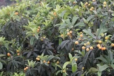 枇杷的管理方法,现核时要追施壮果肥