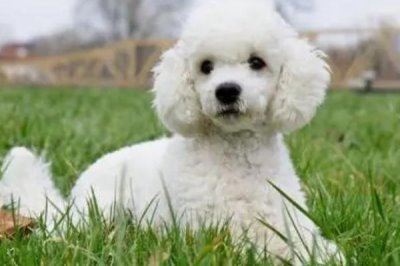 宠物狗有哪些常见的皮肤病，有真菌性皮肤病、螨虫类皮肤病等