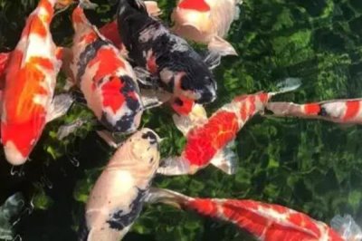 锦鲤如何过冬,首先要减少食物的投喂量