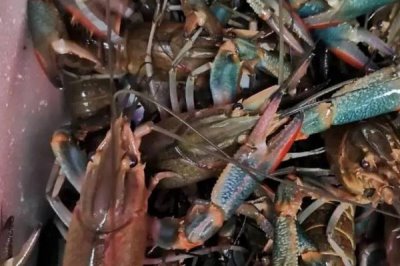 澳洲龙虾养殖技术要点,饵料可以采用人工配比的方法