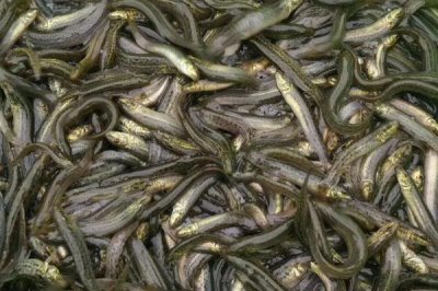 泥鳅的种类,常见的有真泥鳅、大鳞副泥鳅、中华泥鳅等