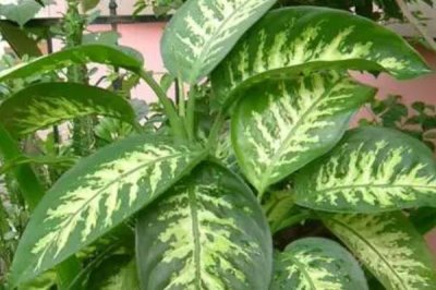 斑马万年青的养殖方法，可长年放在蔽荫处生长