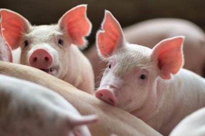 猪胀气如何处理,可用石蜡油加温水灌服