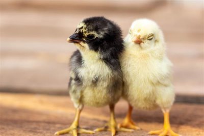 鸡苗多大能散养，1-2个月左右即可