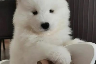 萨摩耶夏天要不要剃毛，夏天一般不需要剃毛