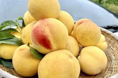 砀山黄桃的价格，批发价一斤需要1-2元左右