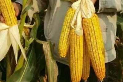 鲁糯299玉米品种简介，夏播生育期107天