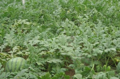 早春大棚西瓜种植管理技术,浇水要遵循宁干勿湿原则