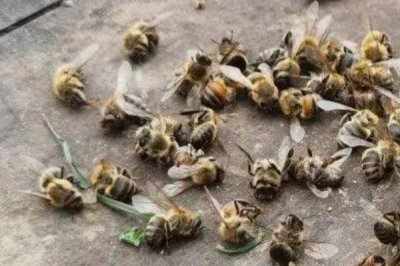 蜜蜂越冬死亡的原因,越冬是蜜蜂生存最大的考验