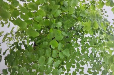 铁线蕨常见的病虫害及防治方法,主要病虫害为介壳虫和叶枯病