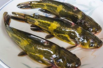 昂刺鱼是什么鱼,是我国常见的淡水鱼类