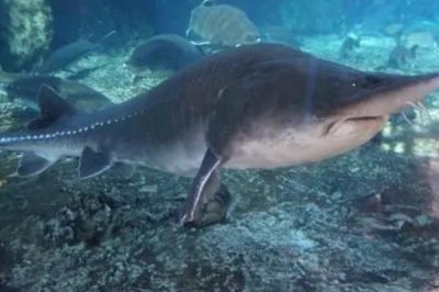 鲟鱼的鱼子酱取出后能活吗,活体取卵后成活率可以达93%