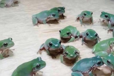 宠物青蛙的食物,可饲喂蚊子、苍蝇、蝗虫等动物性活饵