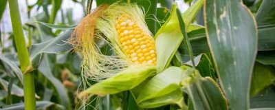 熙园570玉米种简介，辽宁省春播生育期131天