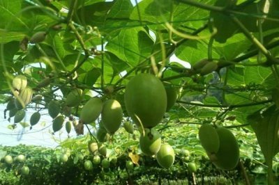 罗汉果的种植前景,加工品在市场上供不应求前景可观