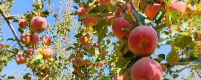 当前种什么果树有前景，阿克苏苹果、白猕猴桃等品种是不错的选择