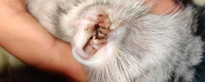 猫咪长耳螨的症状,会出现频繁甩头