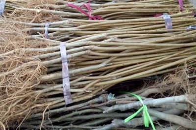 血桃的成熟时间，一般在5-6月份成熟上市