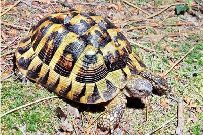 赫曼陆龟成年需要养几年,需要3-5年的时间