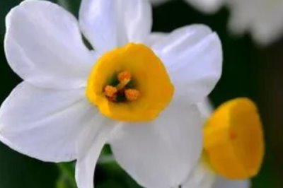 水仙一盆适合种多少棵，小盆适合种植一棵