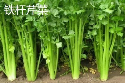 芹菜的品种,不同品种的亩产量不一