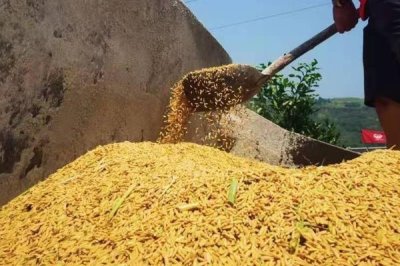 稻谷堆温度过高会怎样，会产生霉变，甚至是发芽霉烂