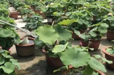 荷花种子如何种植,可以直接使用塘泥进行养护