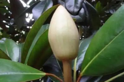 橡皮树可以开花吗,只要温度适宜便可开花