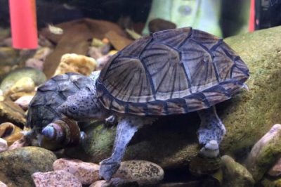 剃刀龟水位多少合适,不同生长阶段的适合水位不同