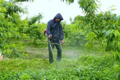 果树上有腻虫怎么处理，若情况比较轻微可将病叶摘