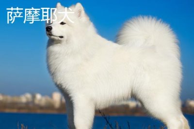 萨摩耶犬和爱斯基摩犬的区别，体型和毛发都不同