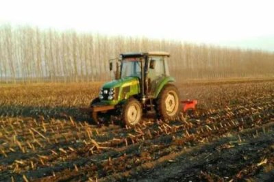 如何提高芝麻的产量,首先要选择优良品种