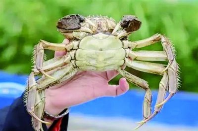 螃蟹的价格,不同品种的价格不同