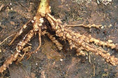 如何防治根结线虫,首先要选择基质育苗