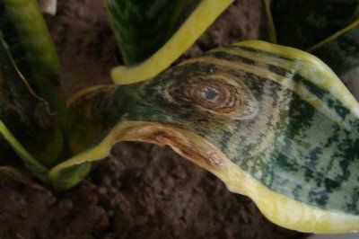 虎尾兰的种植技术，可分株繁殖也可扦插繁殖