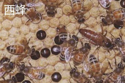 西蜂和中蜂的区别，科属、外观、蜂种等均不同