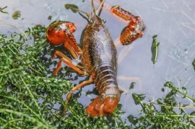 龙虾的养殖方法，首先需要对池塘消毒