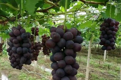 磷酸二氢钾的作用,可促进氮磷吸收