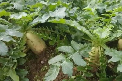 萝卜种植多久可以收获，根据种植季节决定