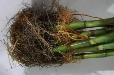 富贵竹根发黑的原因和处理方法，可能是长期未换水或感染病菌所致