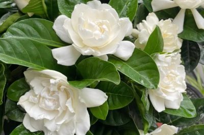 栀子花有毒吗,花香浓郁但全株无毒