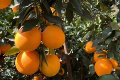 赣南脐橙几月份成熟,11月初便开始采摘