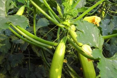 西葫芦畸形瓜怎么防治,调节温度可减少畸形瓜的数量