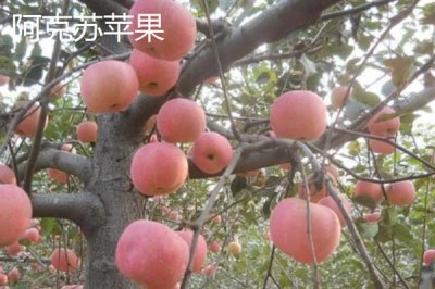 当前种什么果树有前景，阿克苏苹果、白猕猴桃等品种是不错的选择