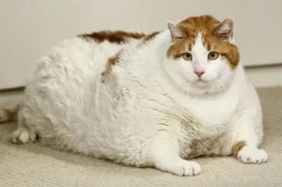 猫咪为什么会患上糖尿病,主要是肥胖、内分泌失调、遗传因素所致