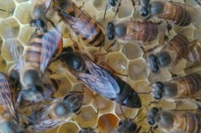 如何直接介入蜂王,将蜂王直接介入蜂群中即可