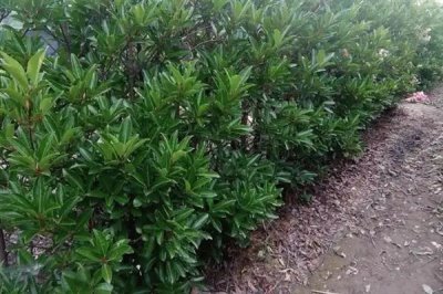 冬青树的价格，会受到规格、品种、市场等条件的影响