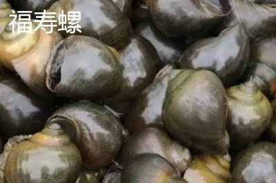 淡水螺的产地,广东、福建等地养殖较多