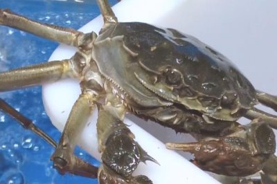 大闸蟹的产地，阳澄湖、固城湖、太湖等地方均有产出