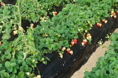 草莓多浇水还是少浇水，要做到小水勤浇